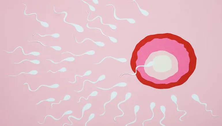 Kraamzorg de Drie Provincien - De ontwikkeling van je embryo week 1-4
